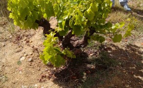 Visita Bodega Estancia Piedra (D.O. Toro)