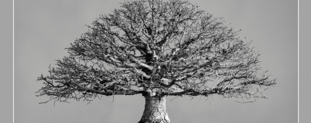 MOMENTUM – EXPOSICIÓN DE FOTOGRAFÍA:  Colección de bonsáis del RJB-CSIC – Fotografías de David Romero Lomas